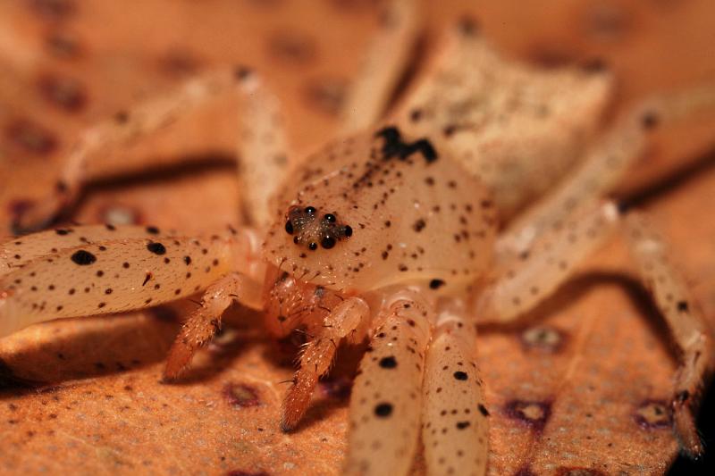 ZZ_ZZXYX_D6001_Z_90_Alice Springs_Australie.jpg